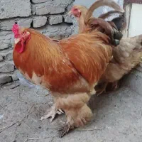 خروس  برهما