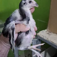 جوجه لاری اصل افغان