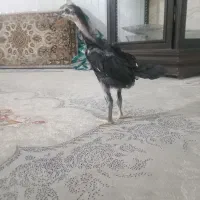 جوجه لاری شامو افغان