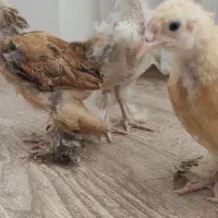 جـوجـه برهما وارداتی