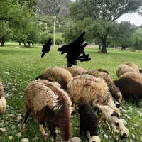 فروش میش بابره