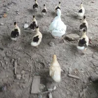 جوجه اردک اسرائیلی