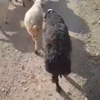 گوسفند