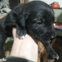 طوله گلدن باهوش سالم