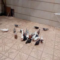 کفتر|پرنده|نیشابور, خط کاشمر|دیوار