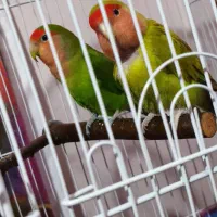 یک جفت کوتوله برزیلی مناسب جوجه گیری