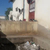 سگ پاکوتاه
