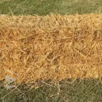 سرچینا خشک