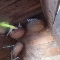 جفت عروس هلندی