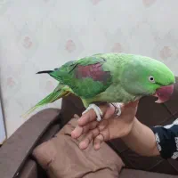 شاه طوطی