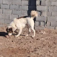 سگ نر قدرجونی