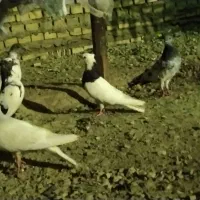 پرنده