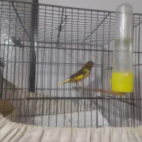 قناری قرص بخون مست