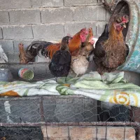 مرغ تخم گذار