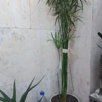 گل طبیعی پتوس ورق بزنید معاوضه با عروس هلندی ماده