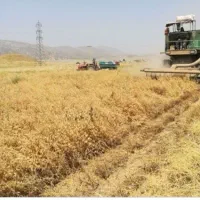 چیدن نخود ۲۰کارگر لازم