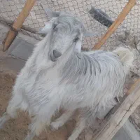 پازن بزرگ و بز فوری