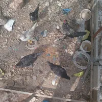جوجه مرغ وخروس محلی