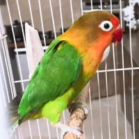 فروش یا معاوضه کوتوله ماده با نر