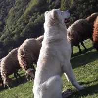 سگ سرابی یکش ماده ویکش نر