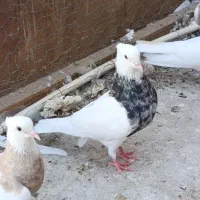 کبوتر،طوقی،نروماده،پرنده