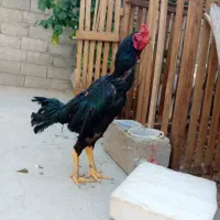 نقد