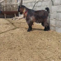 بزغاله دوبری ترکی شاخ انبوری آینده دار