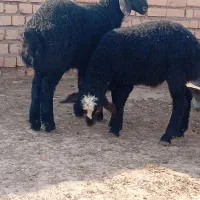 بره نر