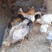 جوجه