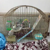 عروس هلندی