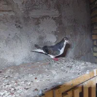 کبوتر شهری