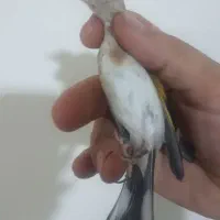 جوجه سهره تعداد