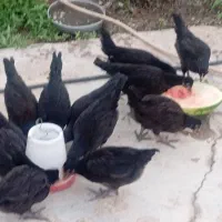 مرغ وخروس وخلفه