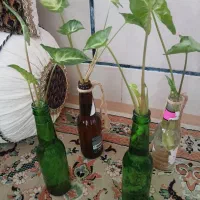 گل طبیعی
