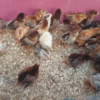 جوجه‌گوشتی ، محلی ، و اردک ، گلپایگان همه مدل