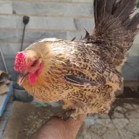 مرغ تخم گذار
