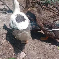 دو عدد اردک پروازی و یه عدد قاز