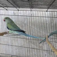 ملنگو اوپلاین آبی تراکوییس گرینچیک طوطی خورشیدی