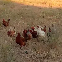 فروش مرغ تخمگذار وخروس