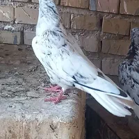 پنچ دم سفید