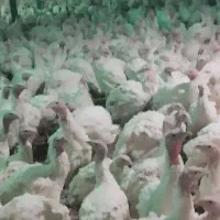 بوقلمون زنده. کیلویی ۲۷۰