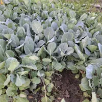 نشا کلم برگ ارومیه
