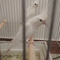 عروس هلندی با جوجه
