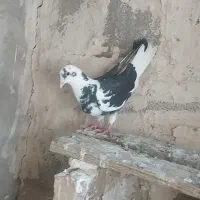 کبوتر