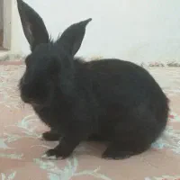 خرگوش