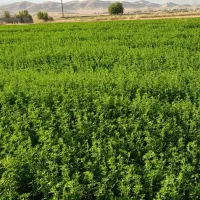 یونجه غرقابی  خرمنکوب