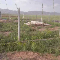 زمین-ویلائی840متر-فنس-کامل-سند6دانگ-بیلوردی-ینگجه