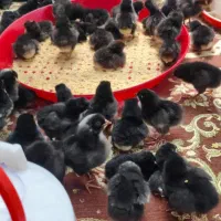 جوجه مرغ ۱۵ روزه جوجه بوقلمون برنز و بربون ۱۰ روزه