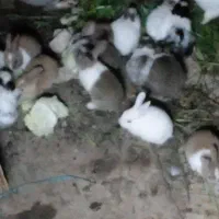 بچه خرگوش بازیگوش دونه ۲۰۰هزارتومان