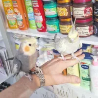 جفت عروس هلندی سخنگو دستی یک و نیم ساله